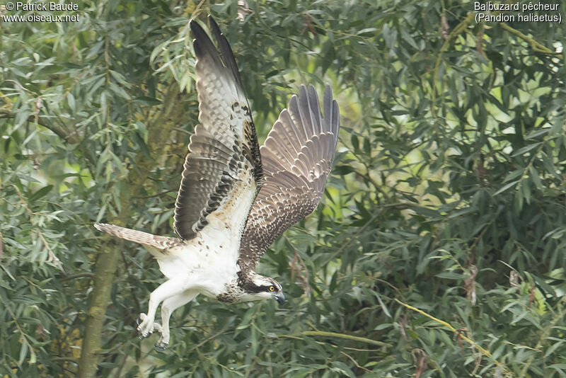Western Ospreyjuvenile, identification