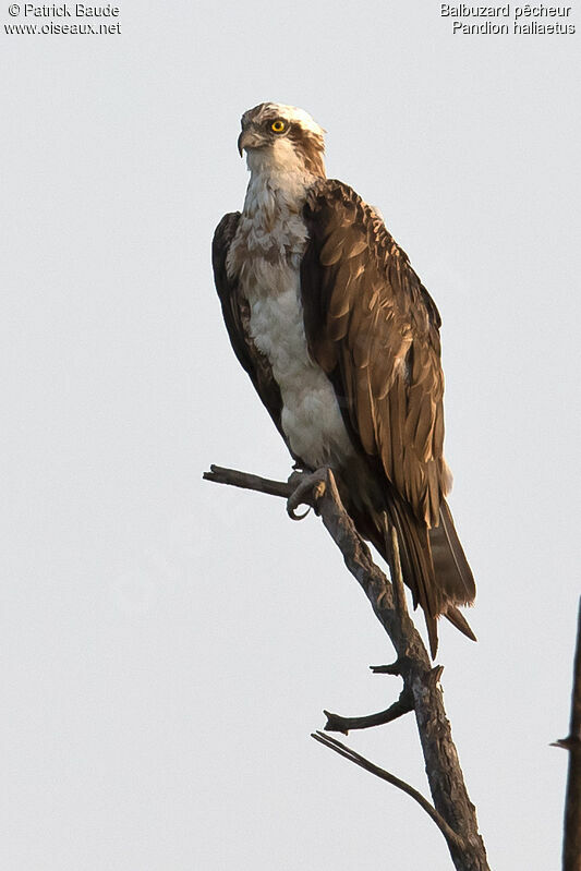 Western Osprey female, identification