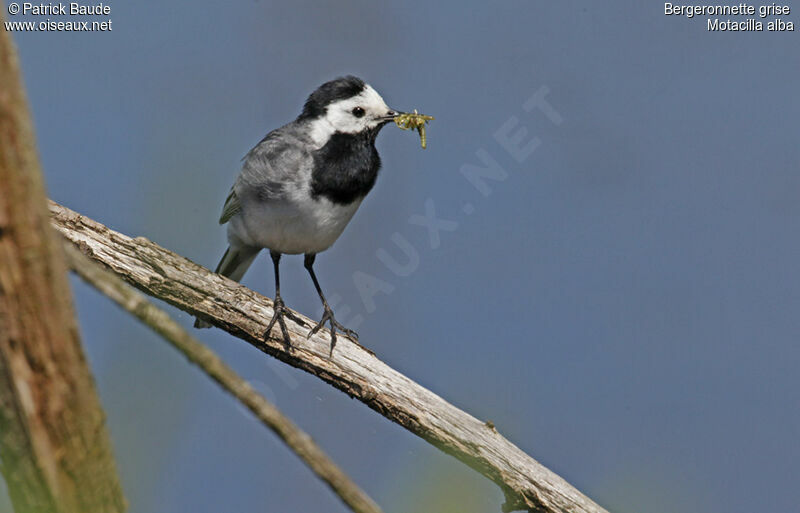 White Wagtail male adult post breeding, identification