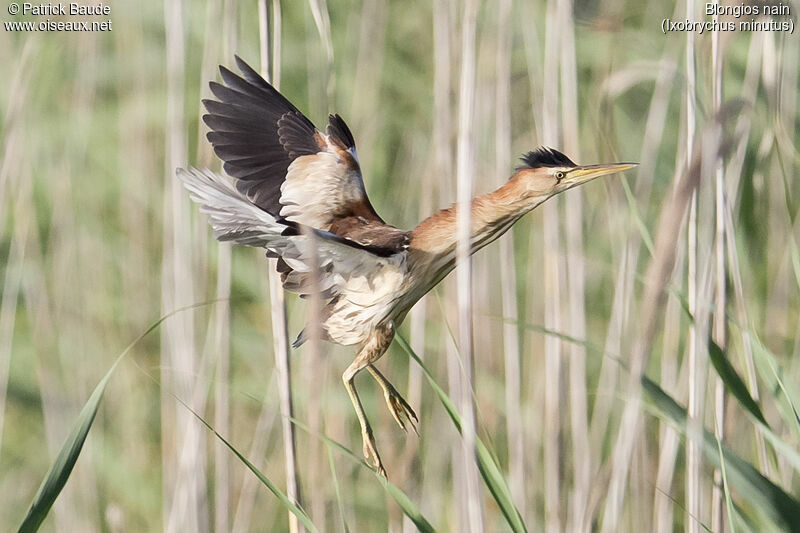 Little Bittern male adult, Flight