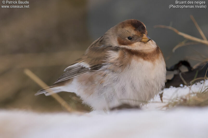 Snow Bunting female First year, close-up portrait