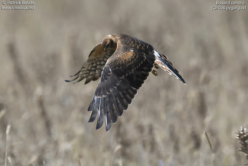 Montagu's Harrierjuvenile, Flight