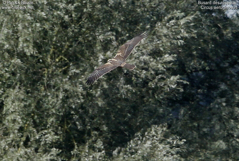 Western Marsh Harrier female adult, identification