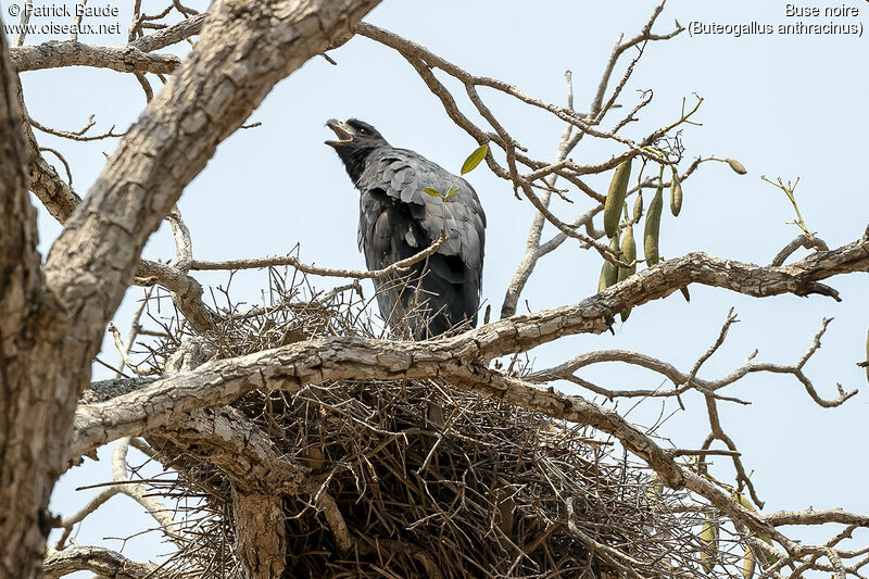 Common Black Hawkadult, Reproduction-nesting