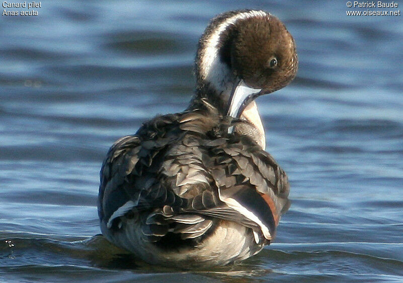 Northern Pintail male
