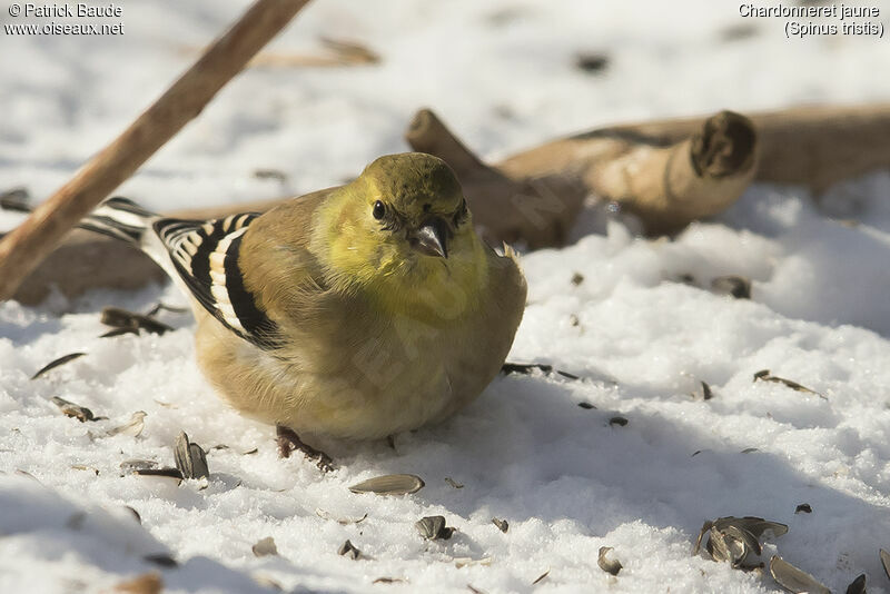 American Goldfinch male adult post breeding, close-up portrait