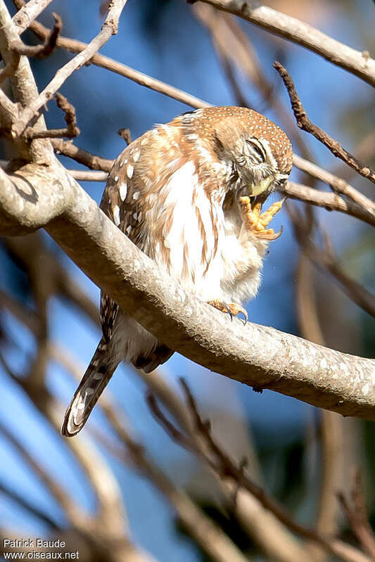 Pearl-spotted Owletadult, identification, care