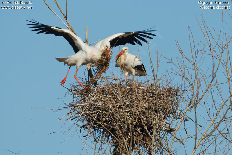 White Stork adult, Reproduction-nesting