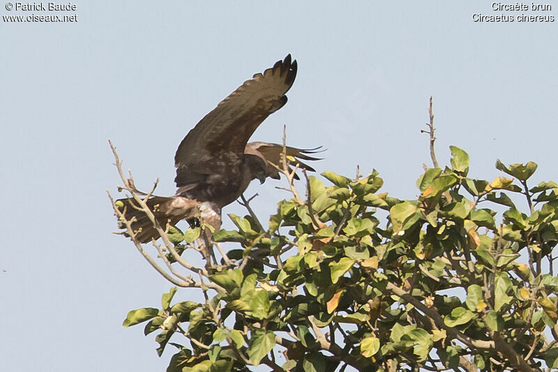 Brown Snake Eaglejuvenile, Flight