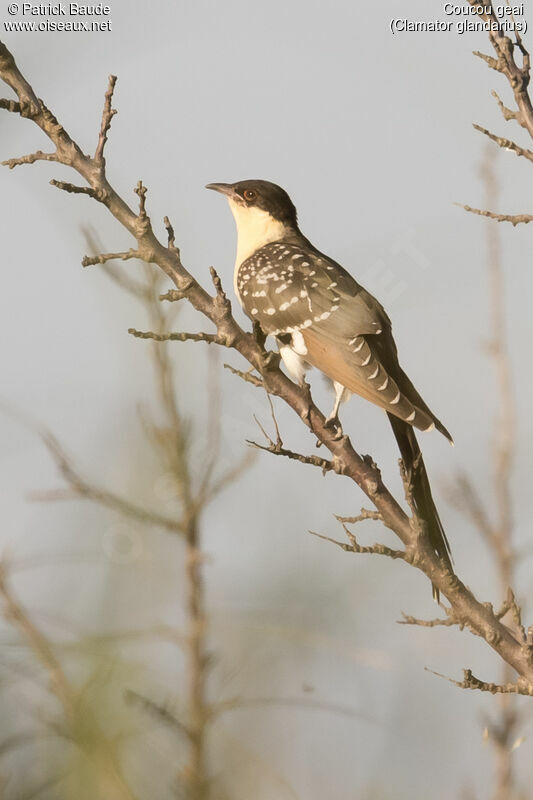 Great Spotted Cuckoojuvenile, identification