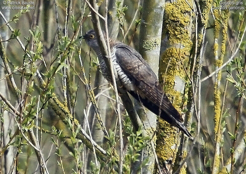 Common Cuckooadult, identification
