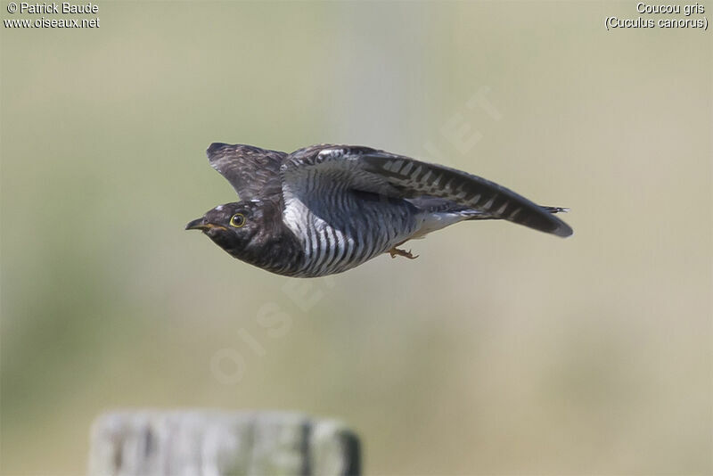 Common Cuckoojuvenile, Flight