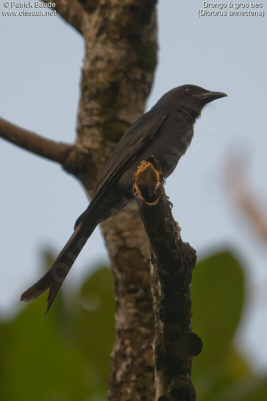 Crow-billed Drongoadult, identification