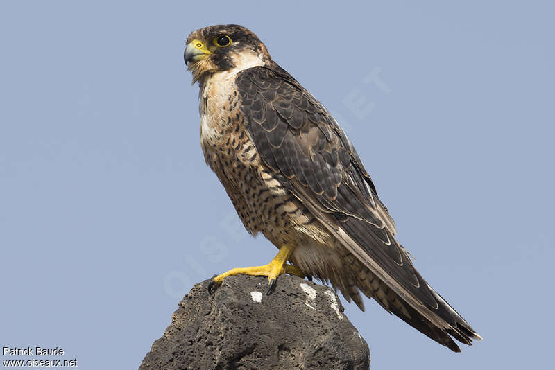 Peregrine Falcon (pelegrinoides)subadult, identification