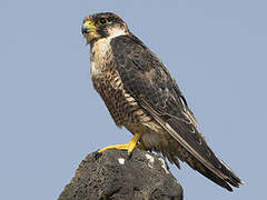 Peregrine Falcon (pelegrinoides)