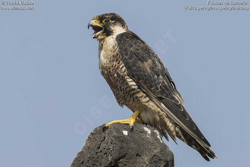 Peregrine Falcon (pelegrinoides)adult, identification