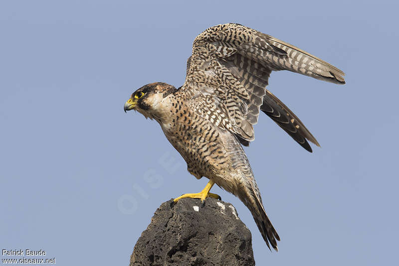 Peregrine Falcon (pelegrinoides)subadult, pigmentation, Behaviour
