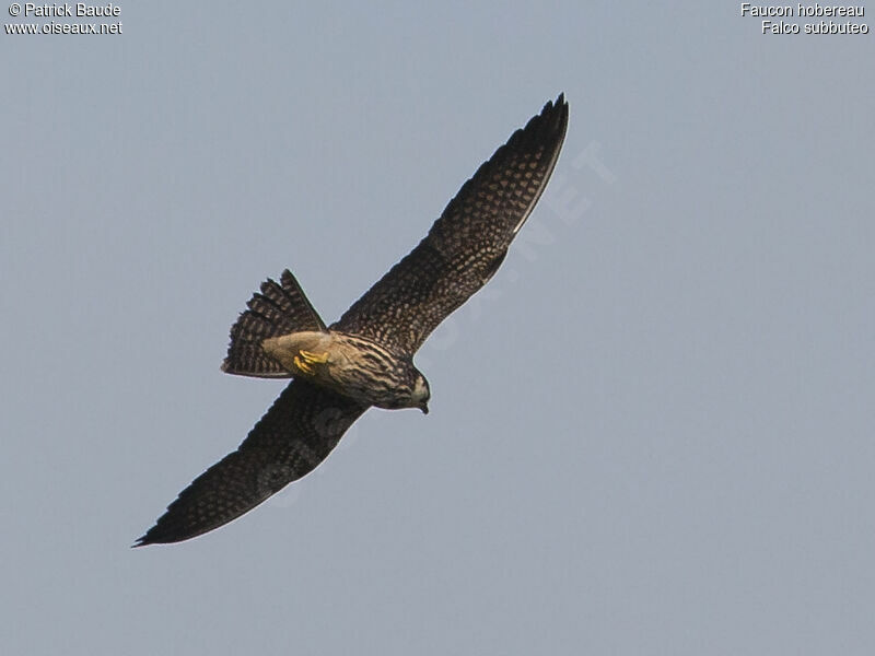 Eurasian Hobbyjuvenile, Flight