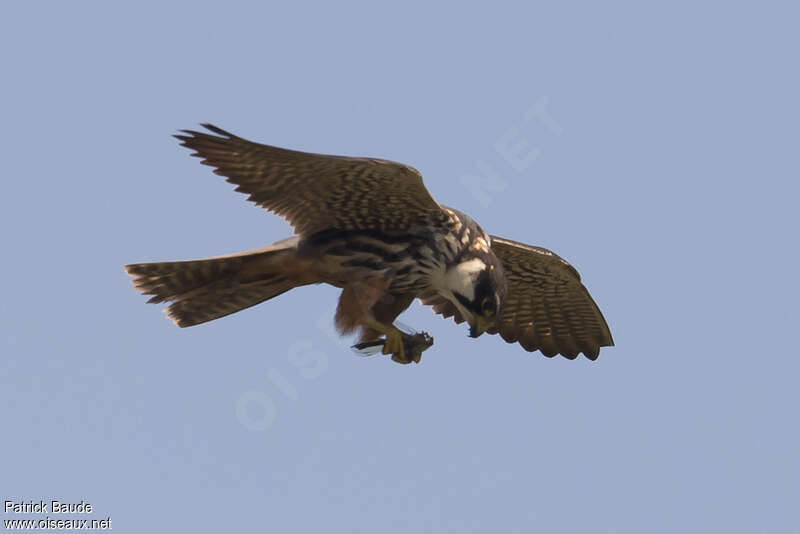 Eurasian Hobby male adult, Flight, feeding habits, fishing/hunting, eats