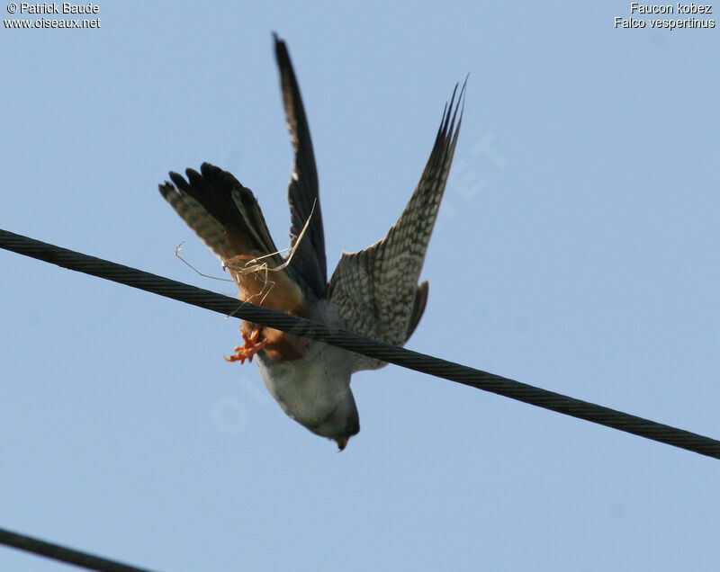 Red-footed Falcon, Flight