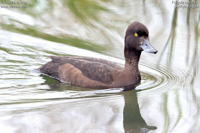 Tufted Duck female, identification