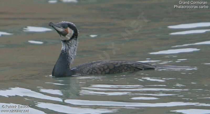 Grand Cormoran mâle, identification