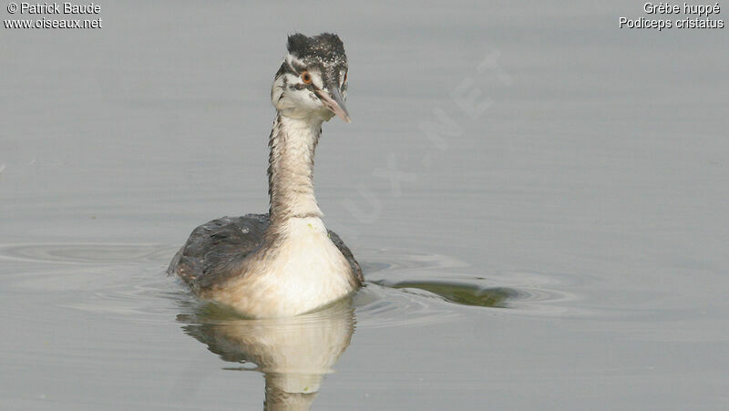 Great Crested GrebeFirst year