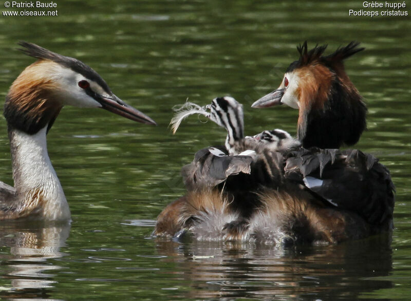 Great Crested Grebe , Behaviour