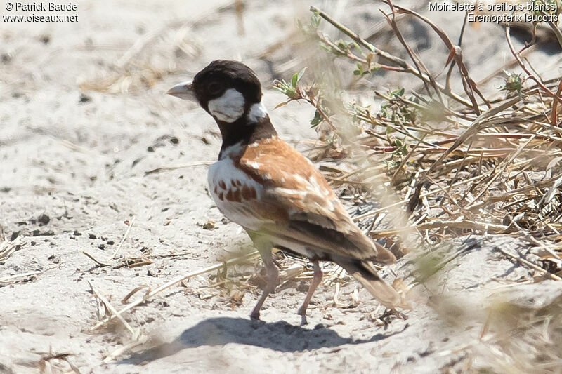 Chestnut-backed Sparrow-Lark male adult, identification