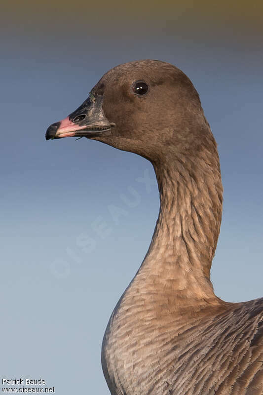 Pink-footed Gooseadult, close-up portrait