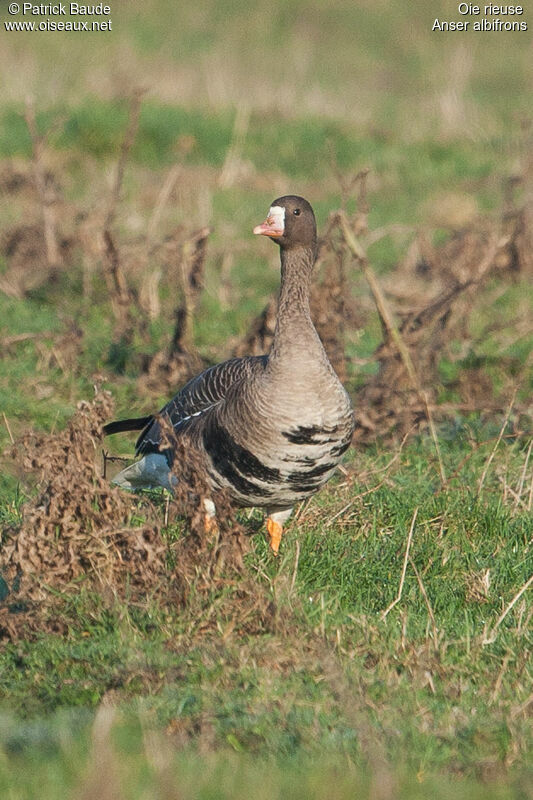 Greater White-fronted Gooseadult post breeding, identification