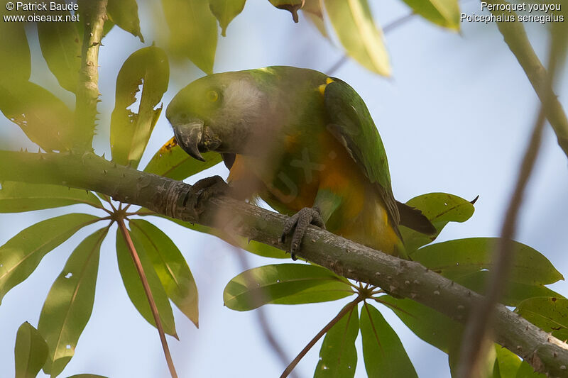 Senegal Parrotadult, identification