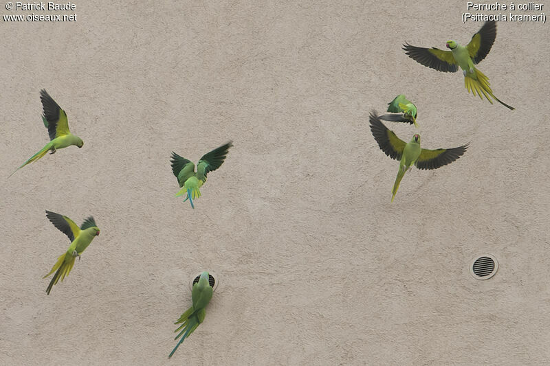 Rose-ringed Parakeet, Flight