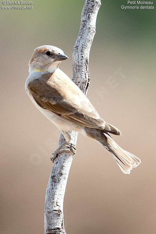 Sahel Bush Sparrow male adult, identification