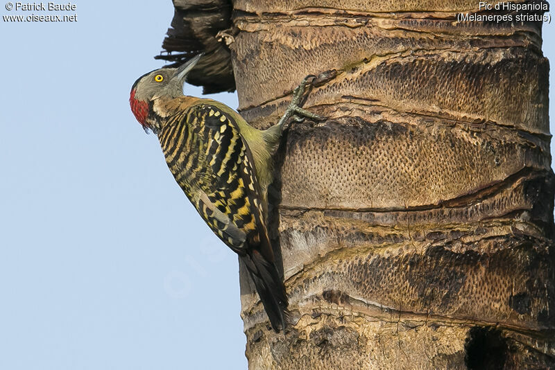 Hispaniolan Woodpecker female adult, identification