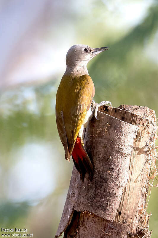 African Grey Woodpecker female, identification