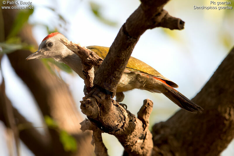 African Grey Woodpecker male adult, identification