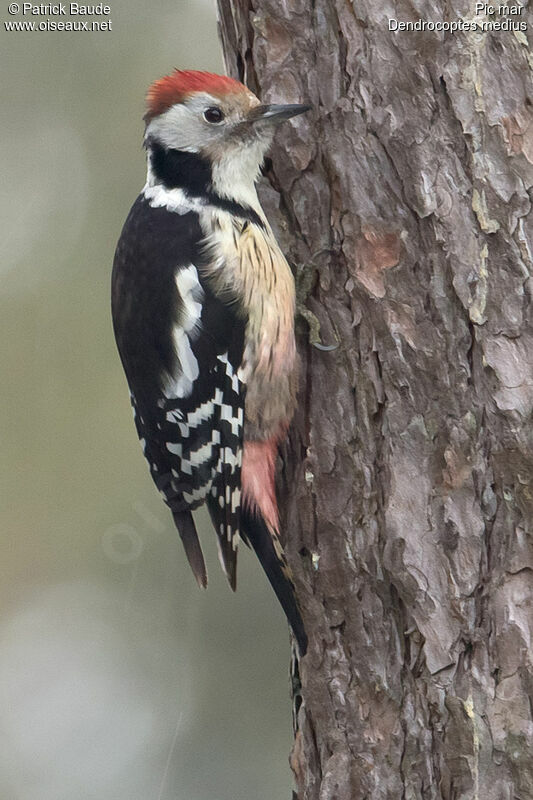 Middle Spotted Woodpecker female adult, identification