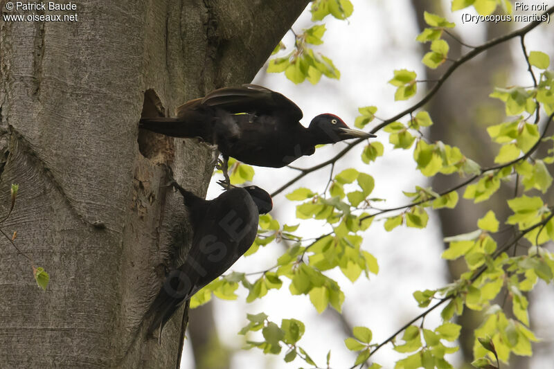 Black Woodpecker adult breeding, identification, Behaviour