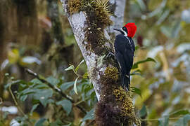 Powerful Woodpecker