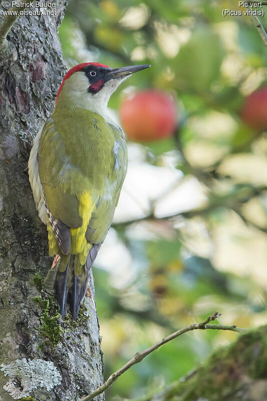 European Green Woodpecker male adult, identification