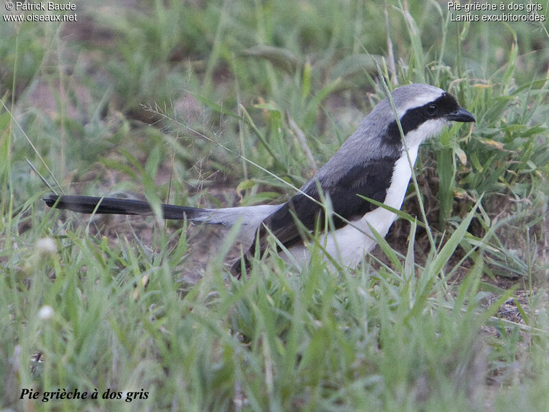 Grey-backed Fiscal male adult, identification