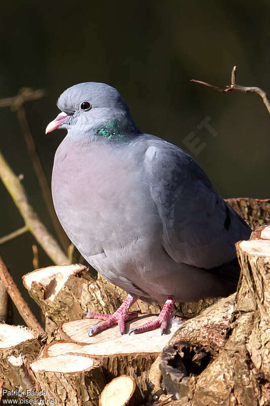 Pigeon colombinadulte, portrait