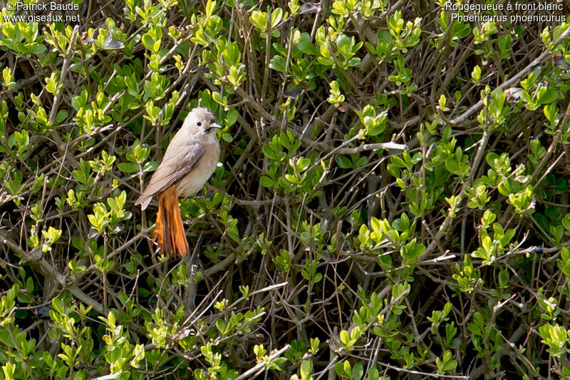 Common Redstart female, identification