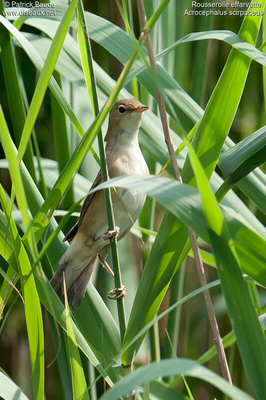 Common Reed Warbleradult, identification