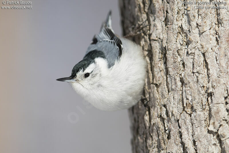 White-breasted Nuthatchadult, identification