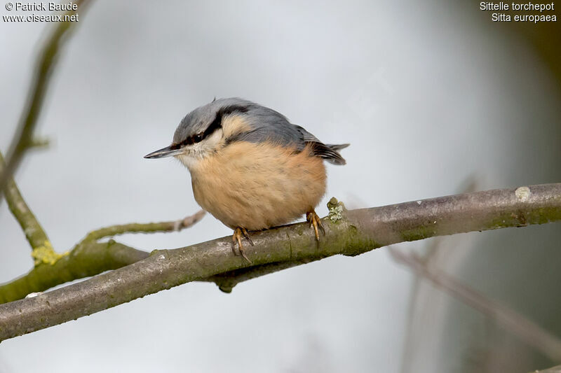 Eurasian Nuthatch male adult, identification