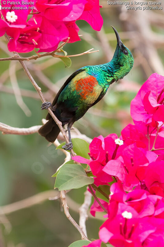 Beautiful Sunbird male adult breeding, identification