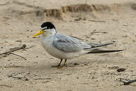 Yellow-billed Tern