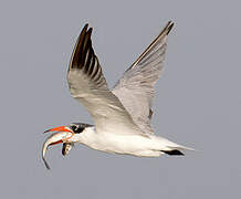 Caspian Tern